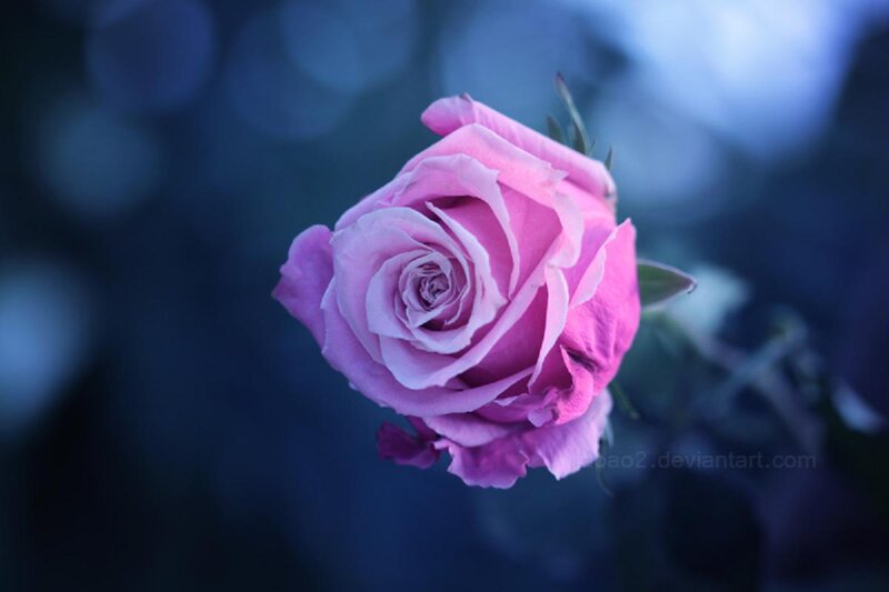 Pink Rose Flower — Purple, Serene