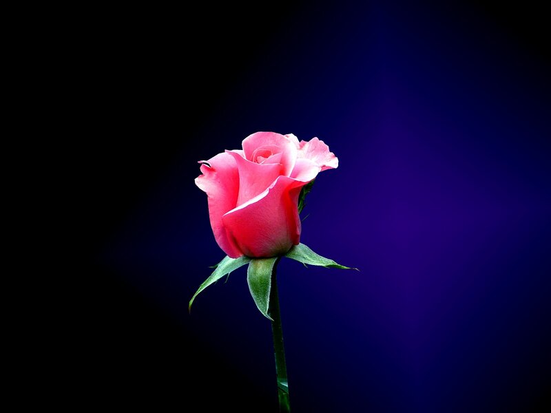 Pink Rose Flower — Purple