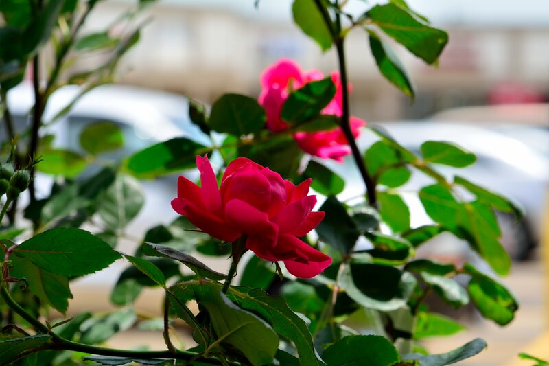 Pink Rose Flower — Red, Calm