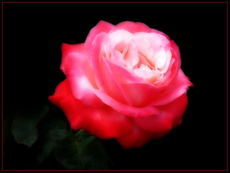 Pink Rose Flower — Red, Dramatic, Photograph