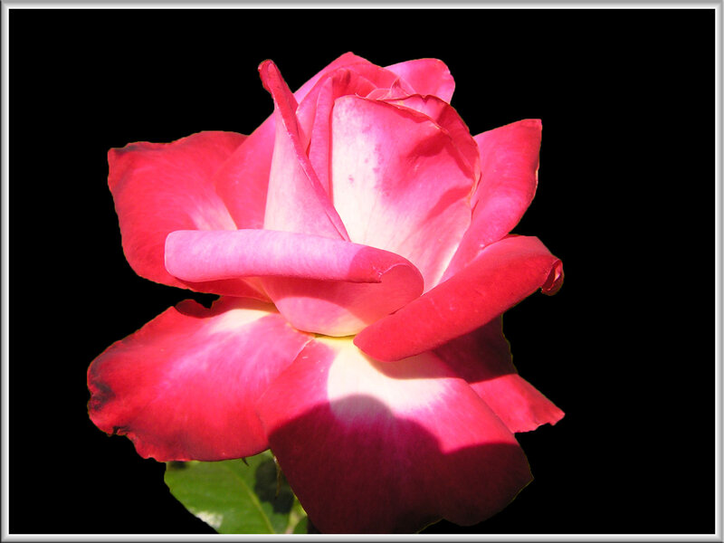 Pink Rose Flower — Red, Dramatic