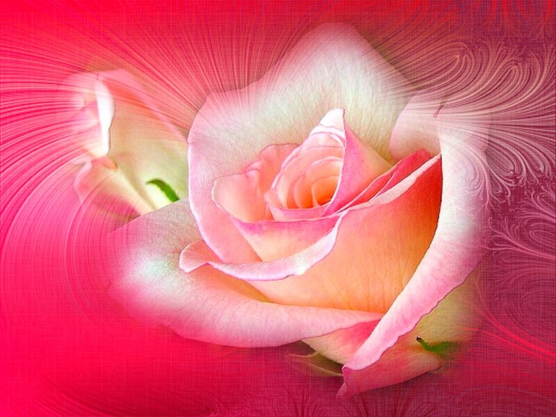 Pink Rose Flower — Red, Serene