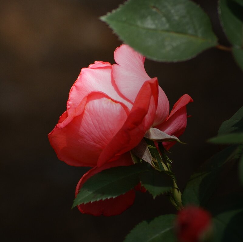Pink Rose Flower — Red