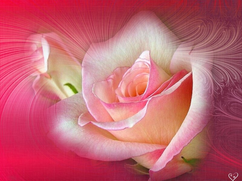 Pink Rose Flower — Romantic, Digital Art, Petals