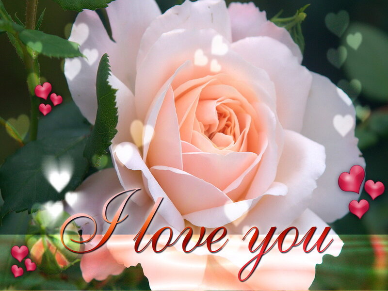 Pink Rose Flower — Romantic, Photograph, Hearts