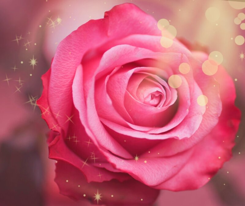 Pink Rose Flower — Romantic, Photograph, Sparkles
