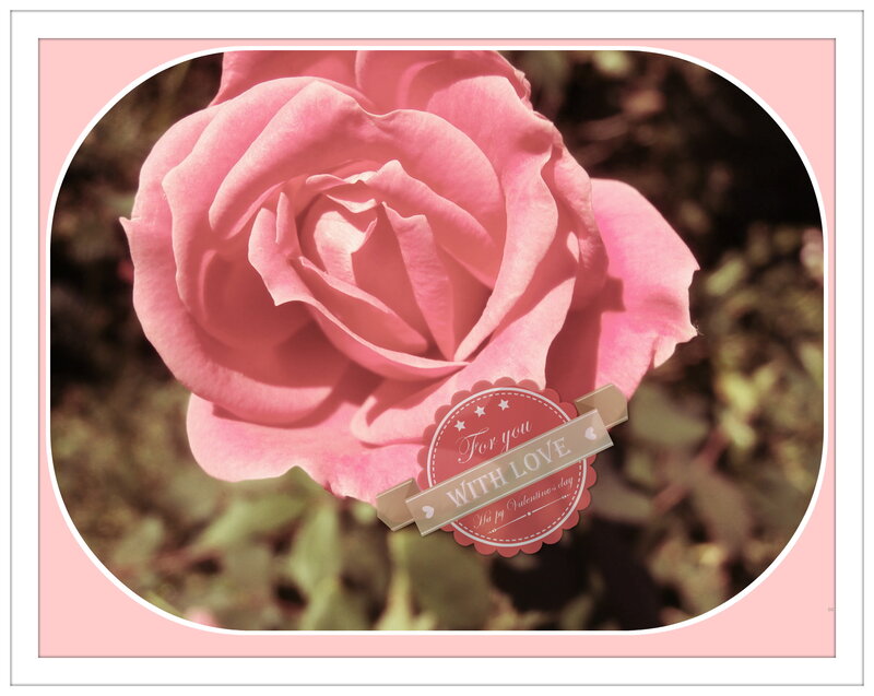 Pink Rose Flower — Romantic, Photograph, Tag