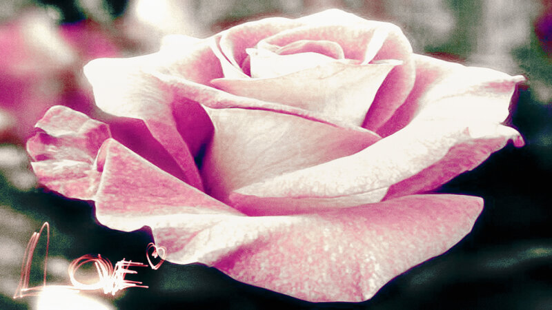 Pink Rose Flower — Romantic, Photograph, Text