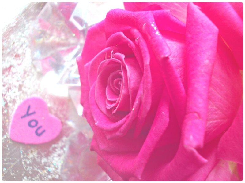 Pink Rose Flower — Romantic, Photograph
