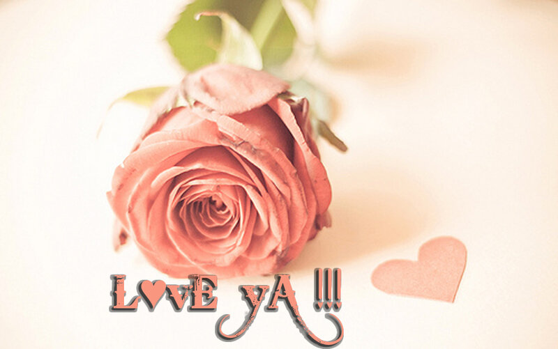Pink Rose Flower — Romantic
