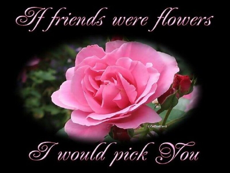 Pink Rose Flower — Sentimental, Photograph, Bud