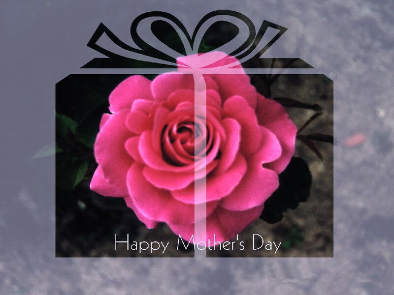Pink Rose Flower — Sentimental, Photograph, Gift Box