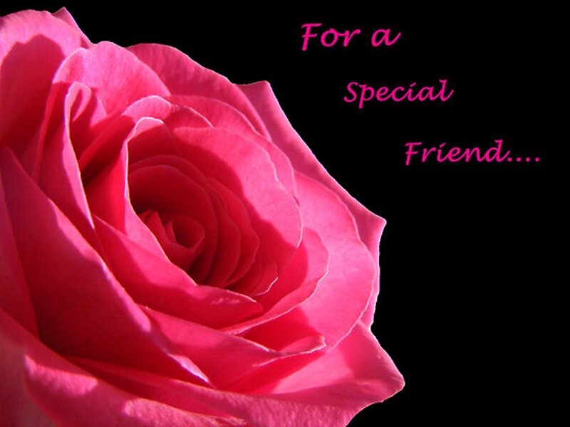 Pink Rose Flower — Sentimental, Photograph, Text