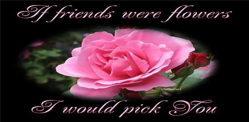 Pink Rose Flower — Sentimental, Photograph