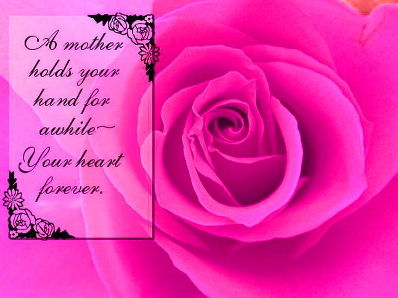 Pink Rose Flower — Sentimental