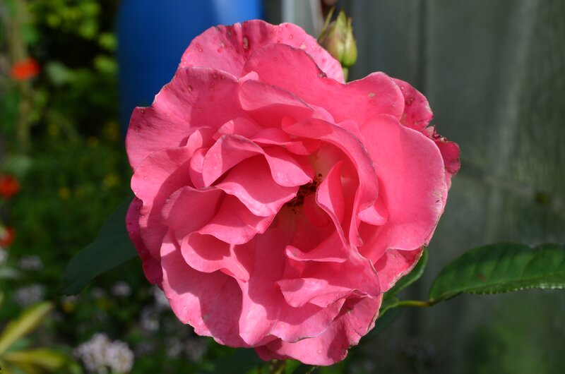 Pink Rose Flower — Serene, Afternoon, Photograph, Bud, Leaves, Blue Object