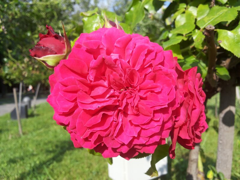Pink Rose Flower — Serene, Afternoon, Photograph, Bud, Leaves, Grass
