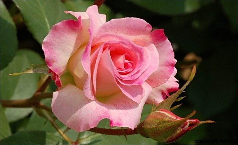 Pink Rose Flower — Serene, Afternoon, Photograph, Bud, Leaves, Stem