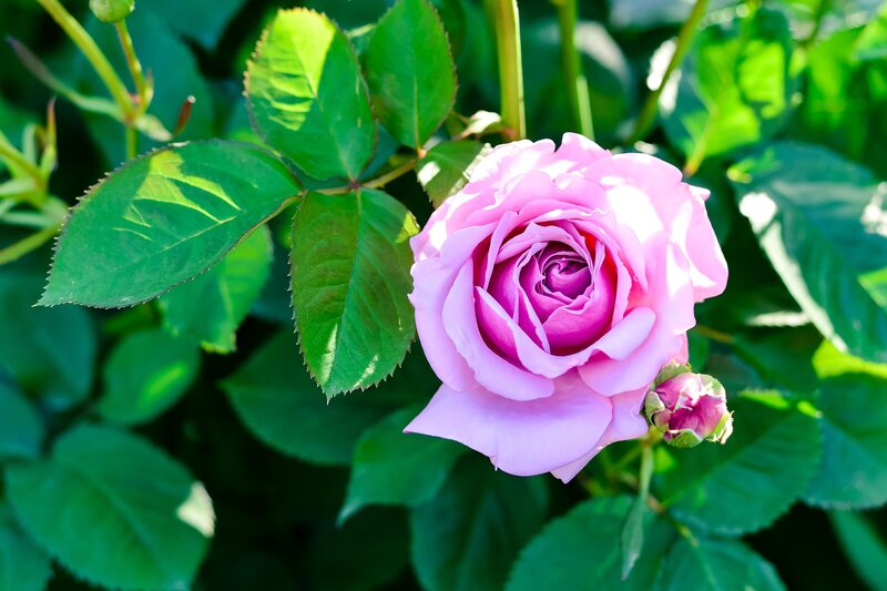 Pink Rose Flower — Serene, Afternoon, Photograph, Bud, Leaves, Sunlight