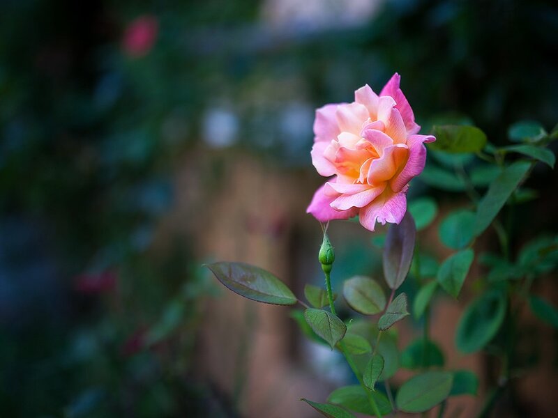Pink Rose Flower — Serene, Afternoon, Photograph, Bud, Leaves