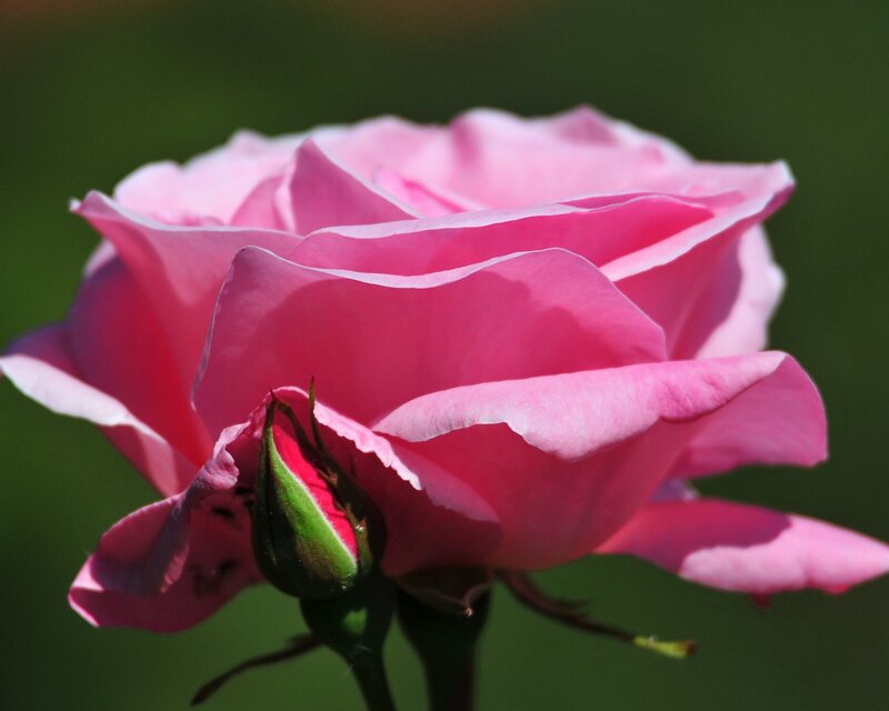 Pink Rose Flower — Serene, Afternoon, Photograph, Bud, Stem, Green Background