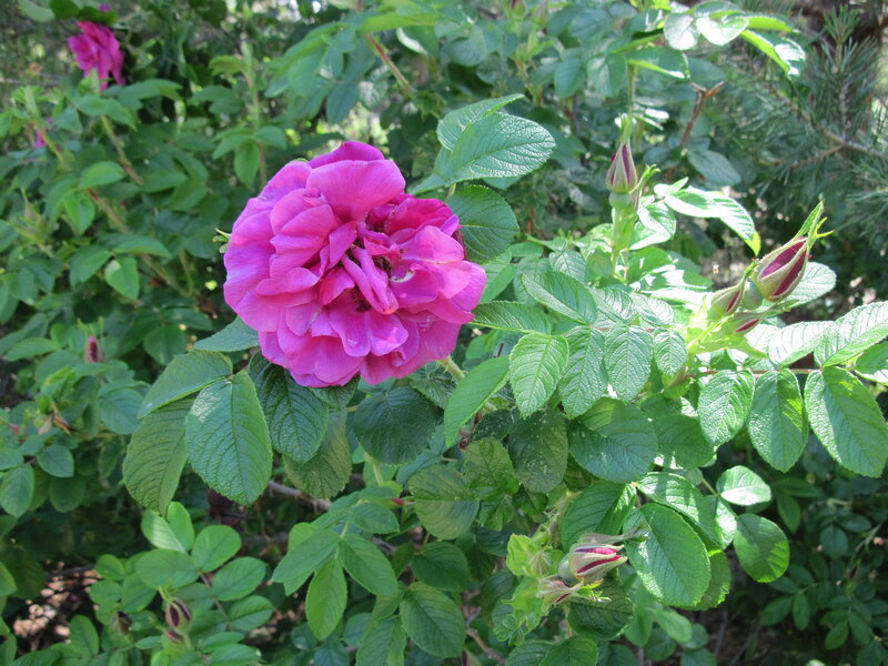 Pink Rose Flower — Serene, Afternoon, Photograph, Buds, Leaves