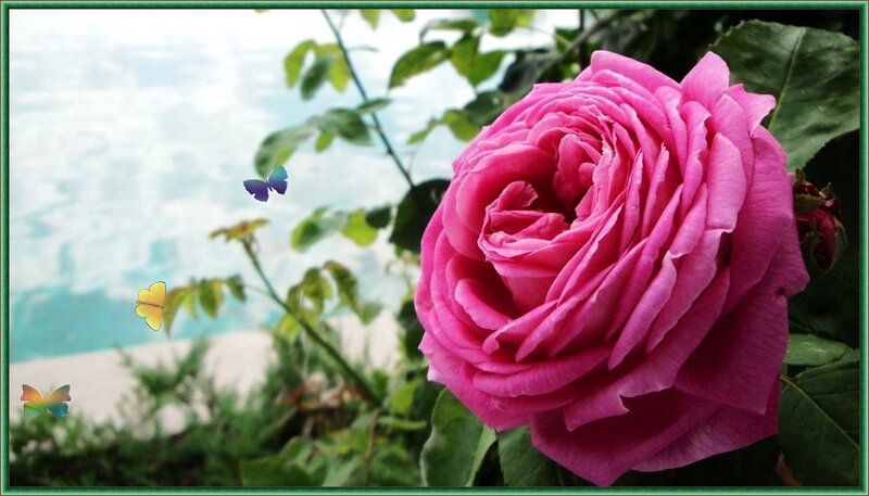 Pink Rose Flower — Serene, Afternoon, Photograph, Butterflies
