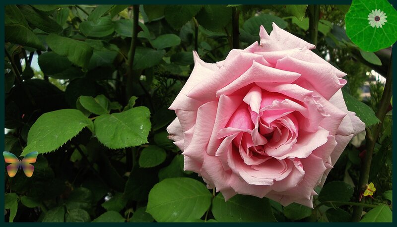 Pink Rose Flower — Serene, Afternoon, Photograph, Butterfly, Leaf