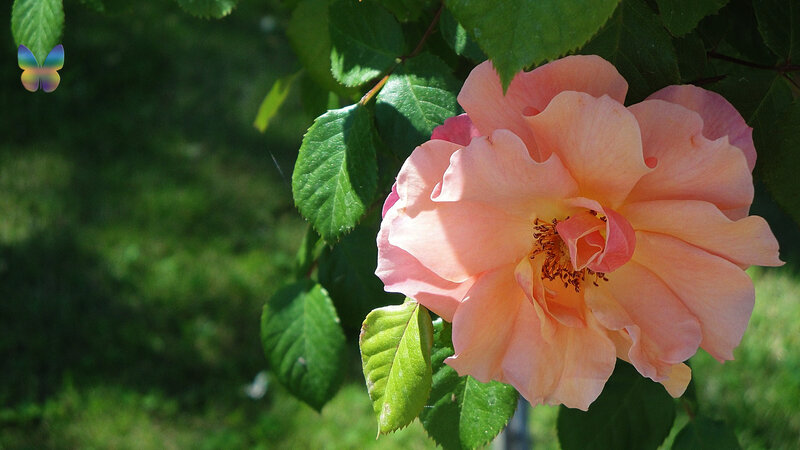 Pink Rose Flower — Serene, Afternoon, Photograph, Butterfly