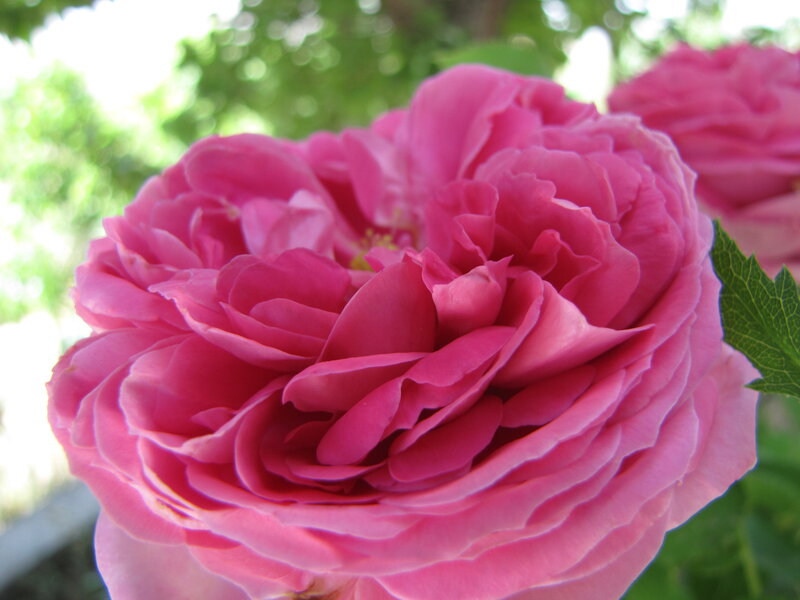 Pink Rose Flower — Serene, Afternoon, Photograph, Green Leaf, Sunlight
