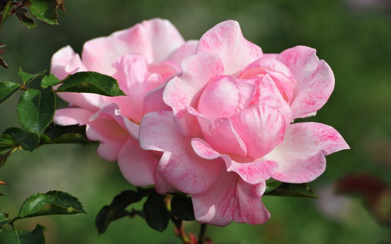 Pink Rose Flower — Serene, Afternoon, Photograph, Green Leaves, Bloom