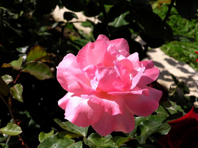 Pink Rose Flower — Serene, Afternoon, Photograph, Green Leaves, Path