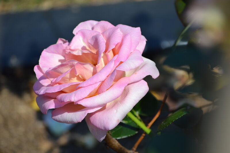Pink Rose Flower — Serene, Afternoon, Photograph, Green Leaves, Stem