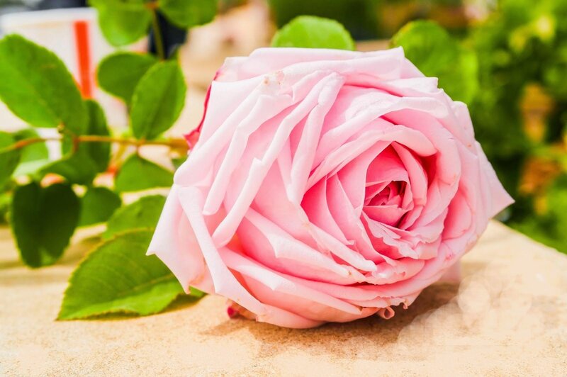Pink Rose Flower — Serene, Afternoon, Photograph, Green Leaves, Stone Surface
