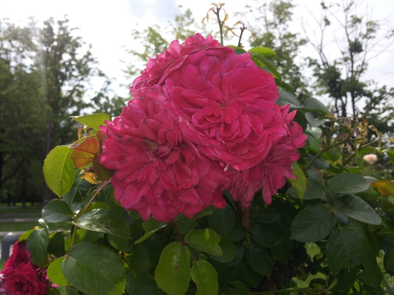 Pink Rose Flower — Serene, Afternoon, Photograph, Green Leaves, Trees