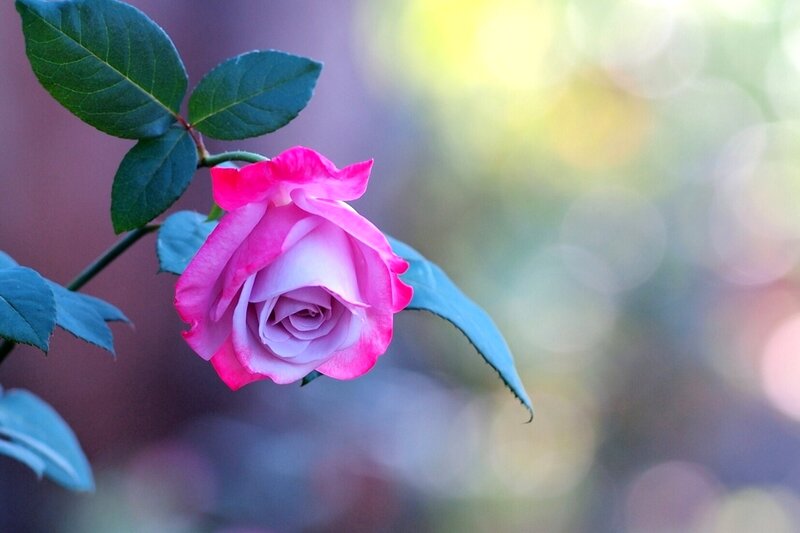 Pink Rose Flower — Serene, Afternoon, Photograph, Leaf, Stem