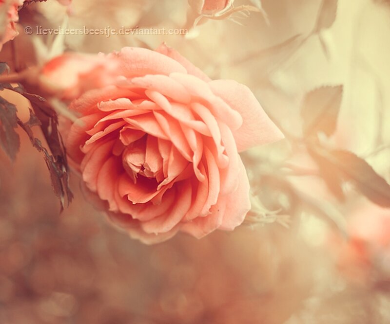 Pink Rose Flower — Serene, Afternoon, Photograph, Leaf
