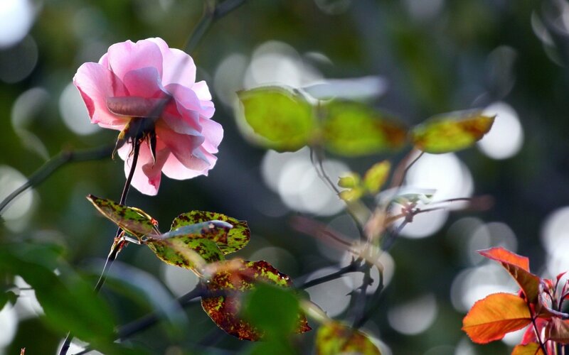 Pink Rose Flower — Serene, Afternoon, Photograph, Leaves, Stem