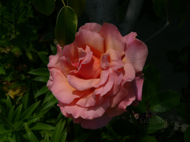Pink Rose Flower — Serene, Afternoon, Photograph, Leaves