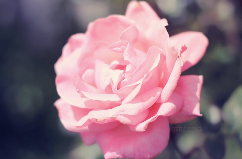 Pink Rose Flower — Serene, Afternoon, Photograph, Petals, Blurred Background