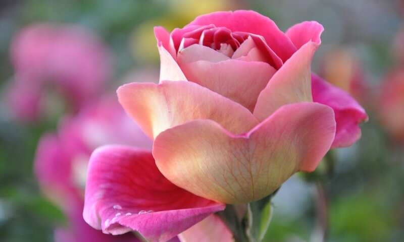 Pink Rose Flower — Serene, Afternoon, Photograph, Petals, Bud, Greenery
