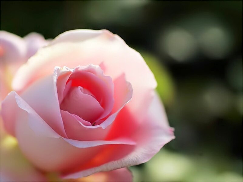 Pink Rose Flower — Serene, Afternoon, Photograph, Petals, Greenery