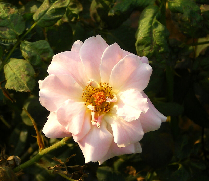 Pink Rose Flower — Serene, Afternoon, Photograph, Petals, Leaves