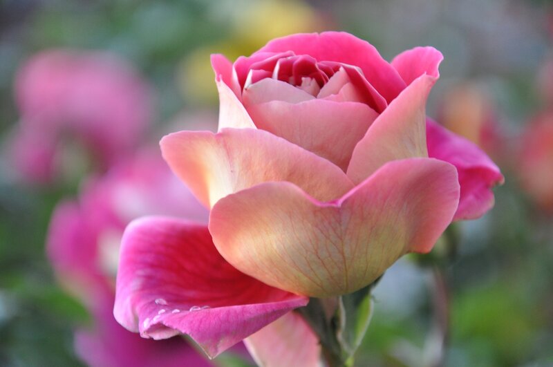 Pink Rose Flower — Serene, Afternoon, Photograph, Petals, Stem, Background