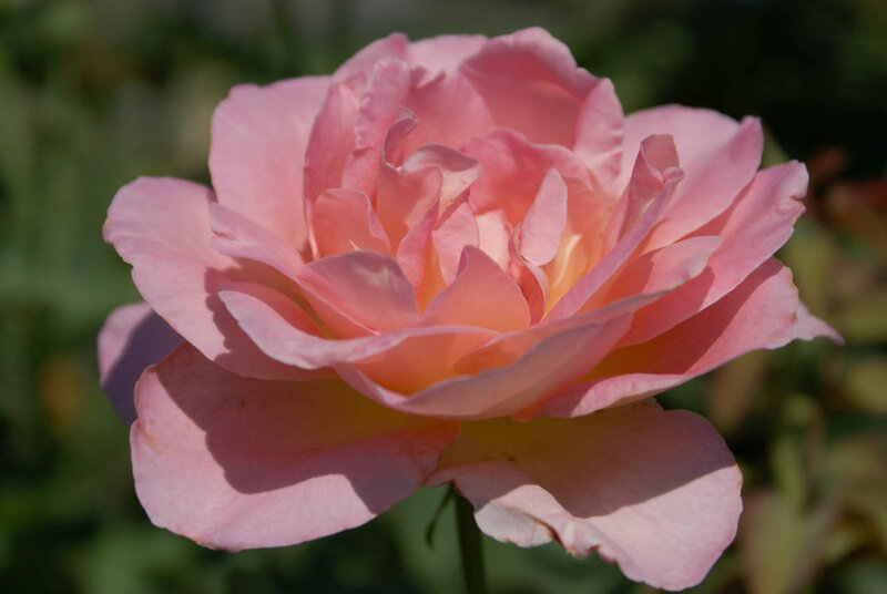 Pink Rose Flower — Serene, Afternoon, Photograph, Petals, Stem, Greenery