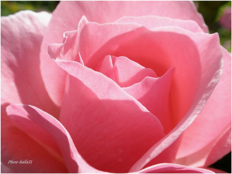 Pink Rose Flower — Serene, Afternoon, Photograph, Petals, Sunlight, Greenery