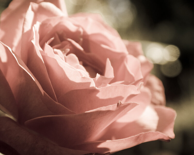 Pink Rose Flower — Serene, Afternoon, Photograph, Petals, Sunlight