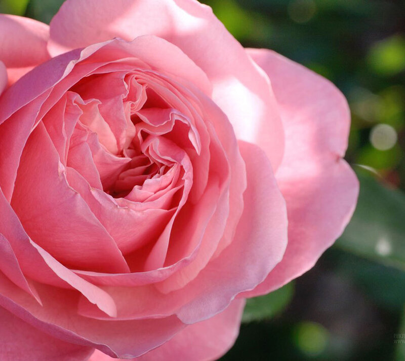 Pink Rose Flower — Serene, Afternoon, Photograph, Petals