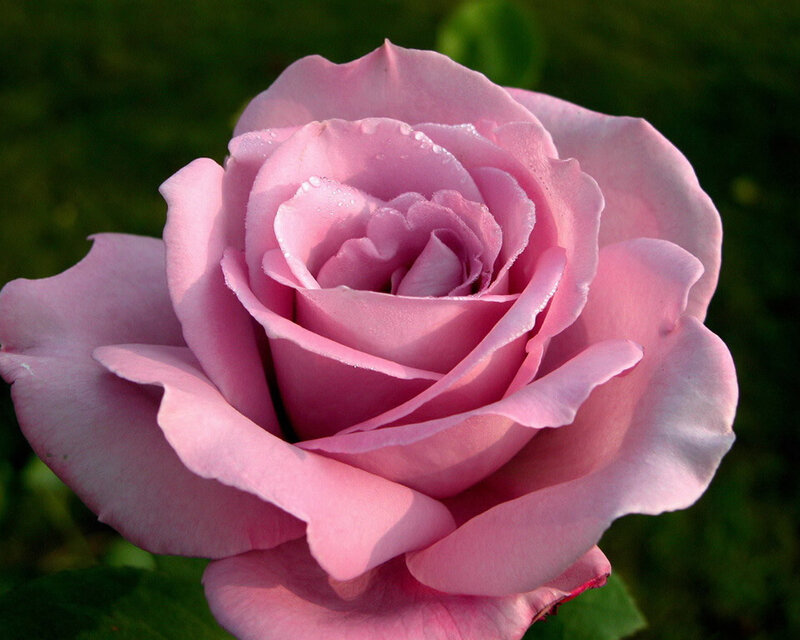 Pink Rose Flower — Serene, Afternoon, Photograph, Petals, Water Droplets