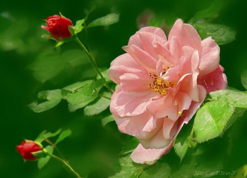 Pink Rose Flower — Serene, Afternoon, Photograph, Red Rose Buds